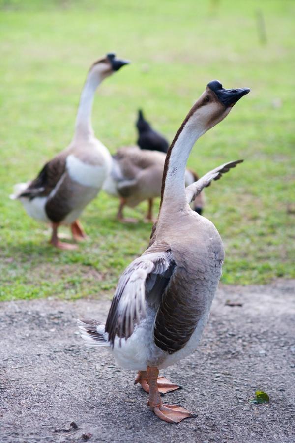 Meihua Lake Leisure Farm Tungsan Kültér fotó